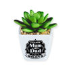 Picture of SUCCULENTS SENTIMENT MUM & DAD
